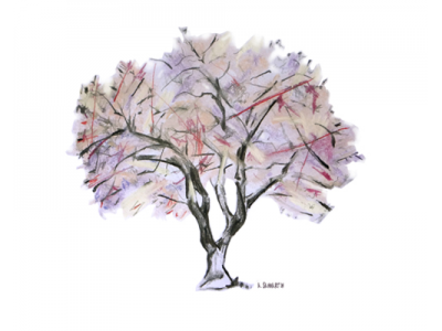"Jacarandá"