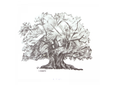 "Árboles del BosqueXXY"